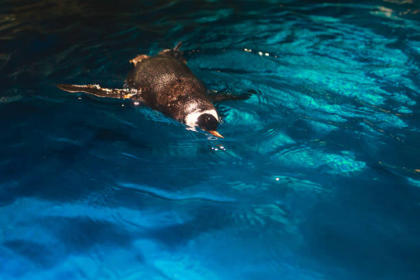 istock Cute penguin swims in blue water with a big splash 679628196