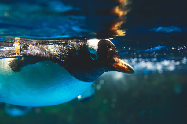 istock Cute penguin swims in blue water with a big splash 679628220