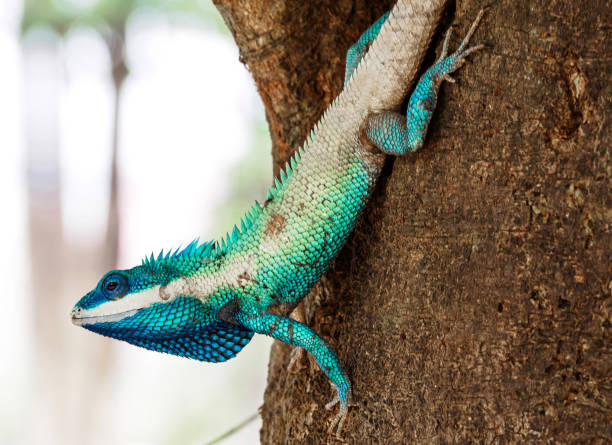 istock close up blue chameleon hold head on the tree 679649356