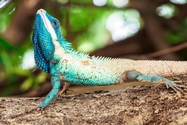 istock close up blue chameleon hold head on the tree 679649454