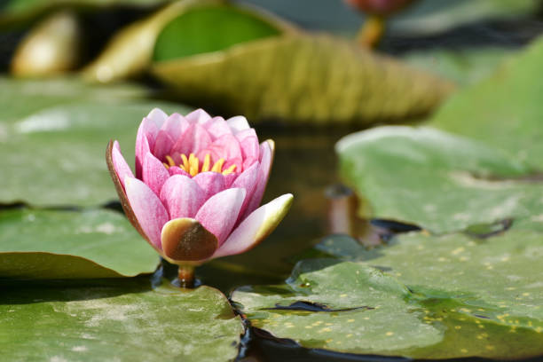 istock Water lily flowers 679649508
