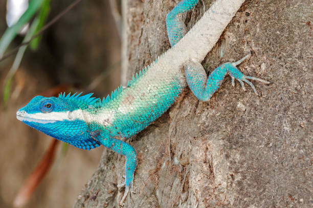 istock close up blue chameleon hold head on the tree 679653306