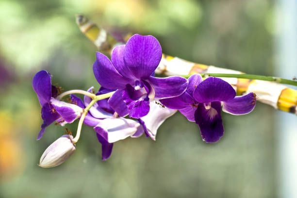 istock close up pack of black ants on orchid 679653424