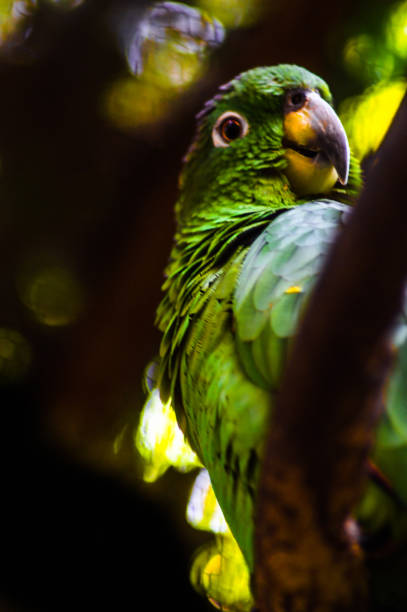 istock parrot - bird that represents Brazil 679654150