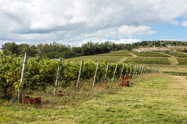 The Wine Roads (Los Caminos del Vino) of Uruguay