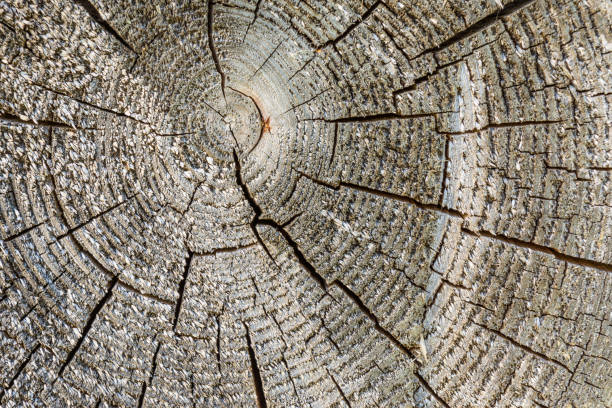 istock texture aged cracked wooden tree section with rings, close-up abstract background 679667036