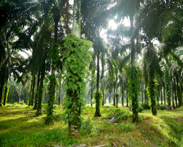 istock Palm Oil Plantation 679668838