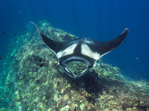 istock Giant manta ray enjoying a reef spa 679672618