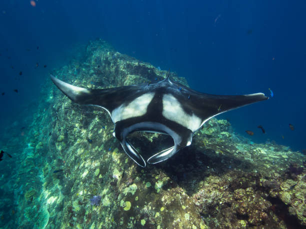 istock Giant manta ray enjoying a reef spa 679672758