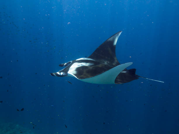 istock Manta ray swimming by 679672838