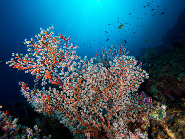 istock Hollow branch gorgonian sea fan 679672976