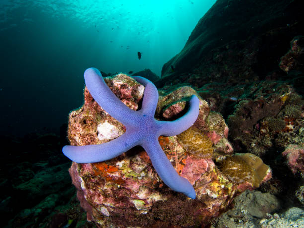 istock Blue sea star on a coral rock 679673344