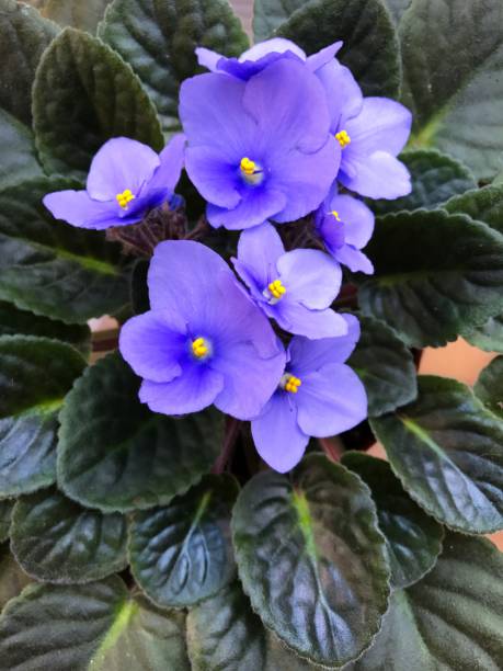istock blue flowers of spring 679679532