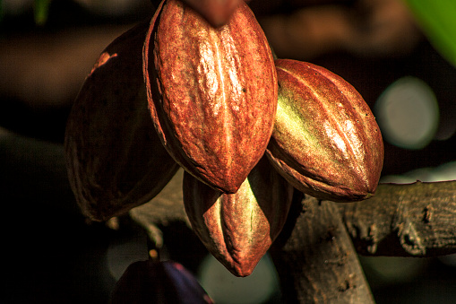 cacao pod on tree (theobroma cacao) - stage of ripening, in Brazil