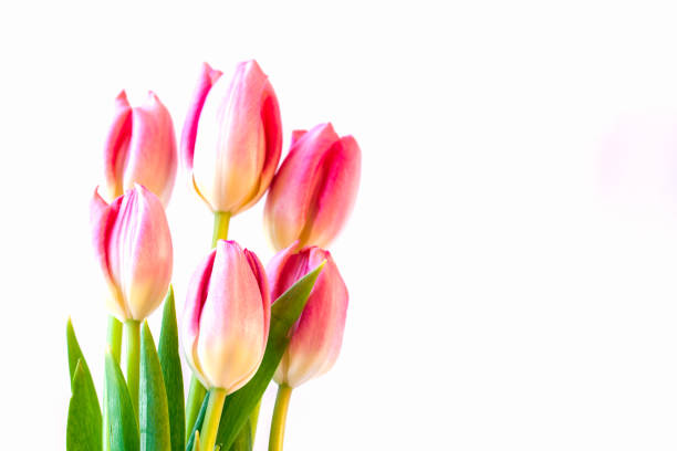 istock Pink tulips on white background. 679686172