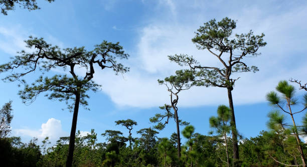 istock Pines tree,beautiful pines trees with blue sky and white cloud, over lighting. 679686686
