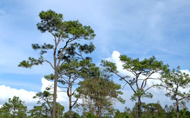 istock Pines tree,beautiful pines trees with blue sky and white cloud, over lighting. 679686740