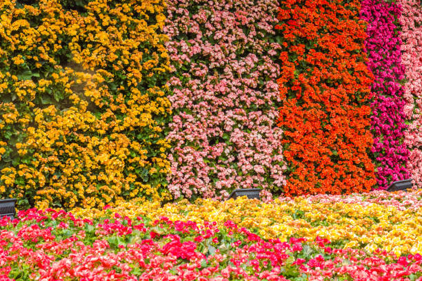 istock wall of flower in garden 679689248