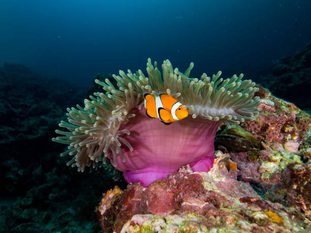 istock Clownfish in its host anemone 679692126