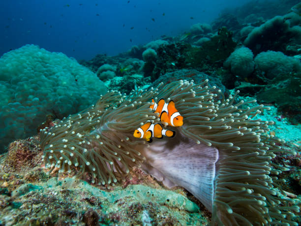istock Clownfish in its anomone 679692344