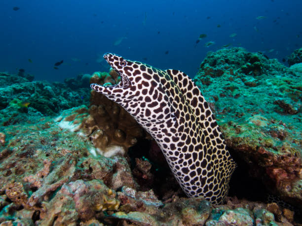 Honeycomb moray with an open mouth Honeycomb moray, Gymnothorax favagineus moray firth stock pictures, royalty-free photos & images