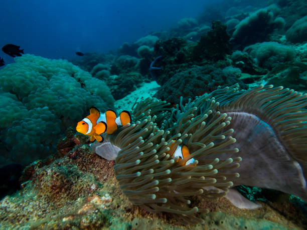 istock Clownfish in its anomone 679692628