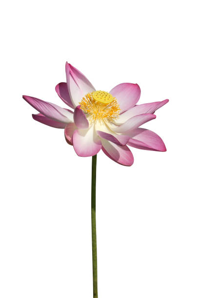 istock Pink lotus flower on white background. 679692816