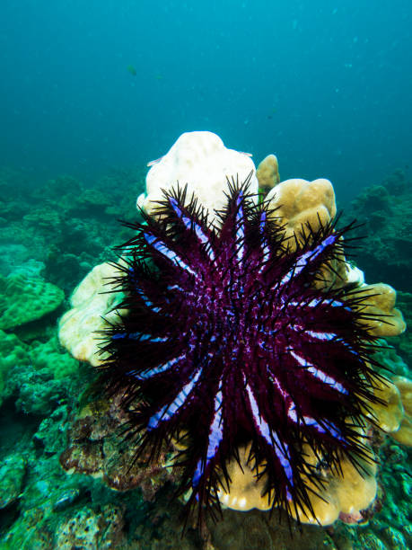 istock Crown of thorn seastar feeding on a massive coral 679692982