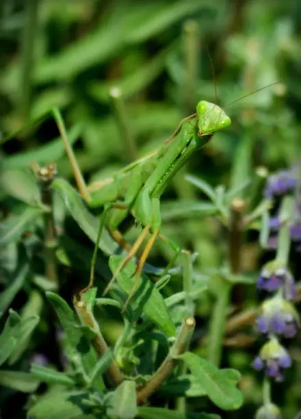 praying-mantis on lavender bush