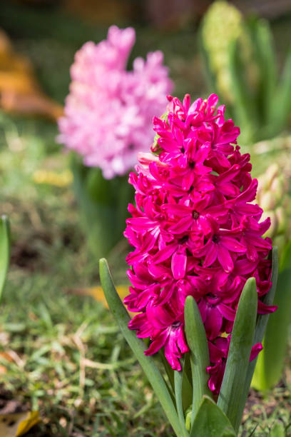 istock Pink hyacinth spring blooming flower in garden. 679693066