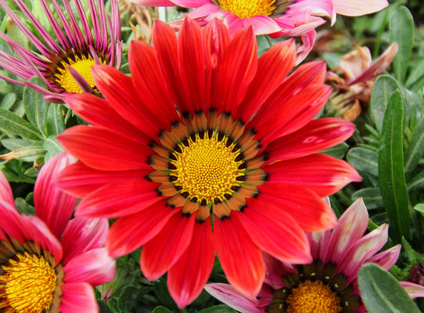 istock Gazania flower field 679693424