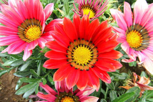 istock Gazania flower field 679693470