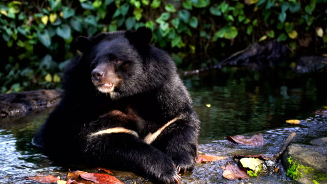 Asian black Buffalo bear sit and soak for relaxing