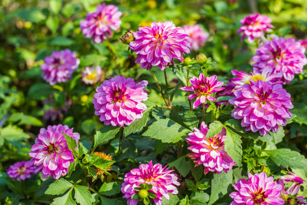 istock cute dahlia flower in garden 679694252