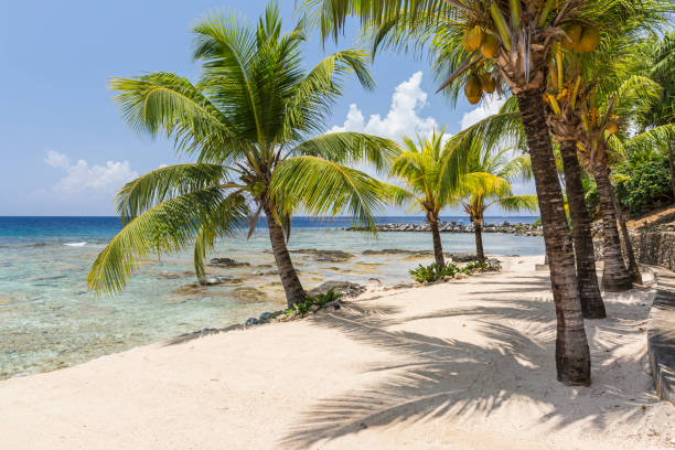 istock Palm Shadows and Coral Reef 679698902