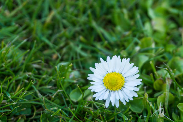istock Single daisy on green lawn at sunshine 679699124