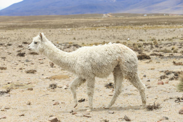 istock lamas in Andes,Mountains, Peru 679699216