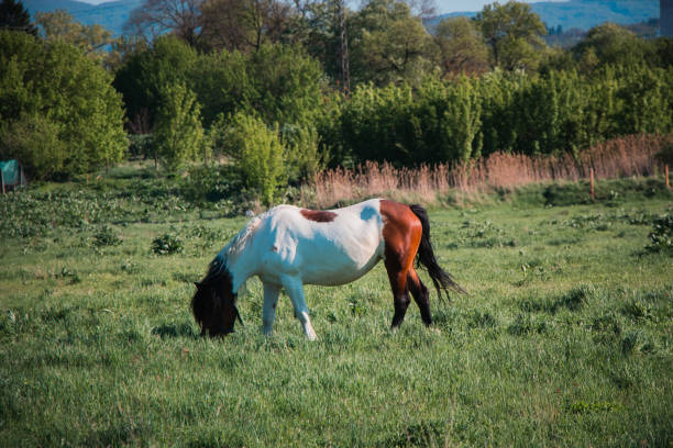 A close up on a herd of white and grey horses grazing, looking for food and resting after a ride in a deep grass being a part of a vast field or meadow located next to a lush forest or moor in Poland