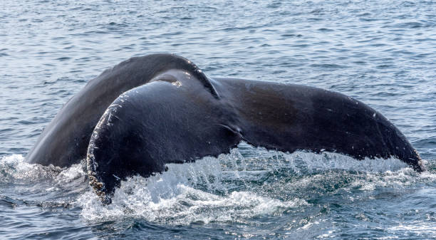 observation des baleines - cape cod bay photos et images de collection