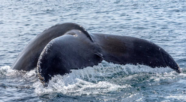 whale watching - cape cod bay imagens e fotografias de stock