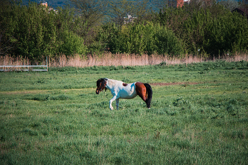 Beautiful Gypsy horse grazing on green meadow.