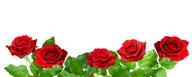 istock Closeup of red rose flowers 679706316