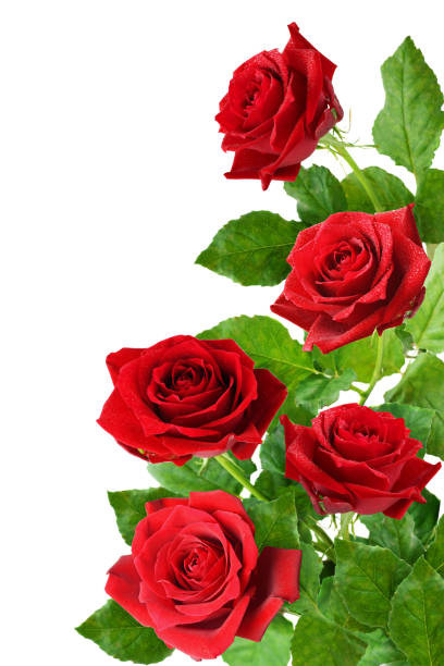 istock Three red rose flowers in a corner 679706322