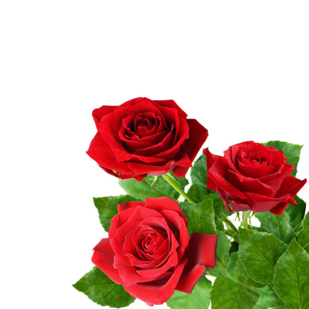 istock Three red rose flowers in a corner 679706326