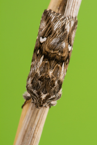 Polilla del brocado de Toadflax (Calophasia lunula) photo