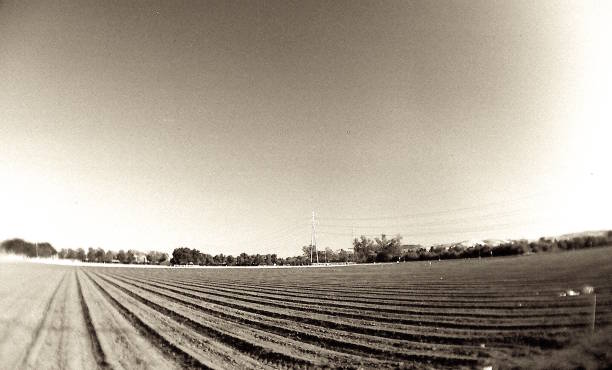 wide angle, black and white shot of an urban agricultural farm. This is a film to digital transfer so grain is intended. the tone of sky is the result of no. 25 red and polarizing filters. sepia added for antique effect.