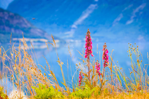 istock Mountains and fjord in Norway, 679714618