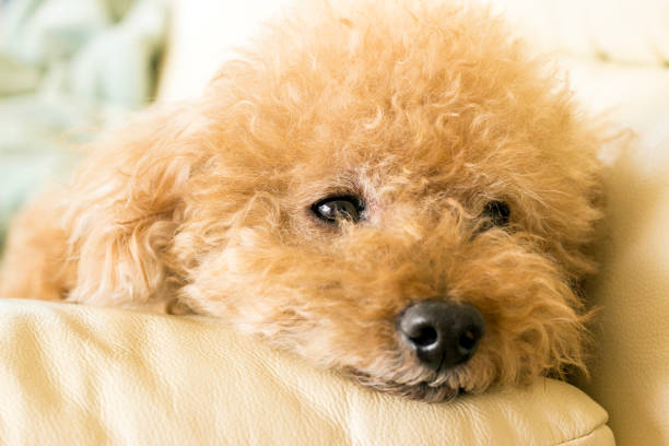 Cute toy poodle lying on the couch relaxing