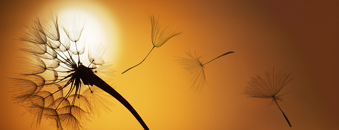 flying dandelion seeds on a sunset background