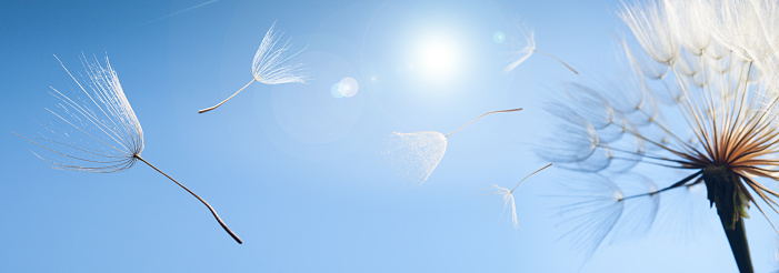 flying dandelion seeds on a blue background